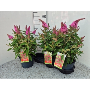 BUDD BFC LITTLE PINK