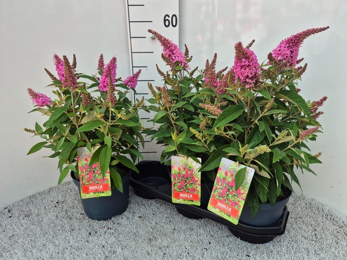 <h4>BUDD BFC LITTLE PINK</h4>