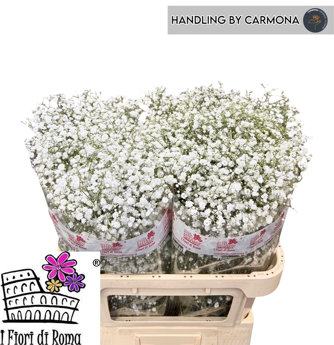 <h4>GYPS PA XLENCE</h4>