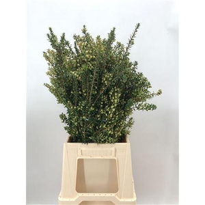 Myrtus Tarantino Bes White Flw