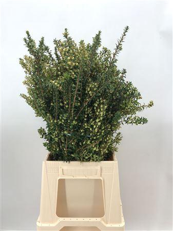 <h4>Myrtus Tarantino Bes White Flw</h4>