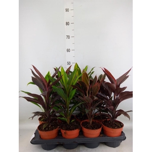 Cordyline   ...mix