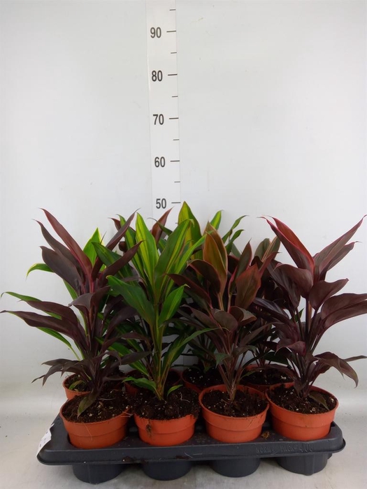 <h4>Cordyline   ...mix</h4>