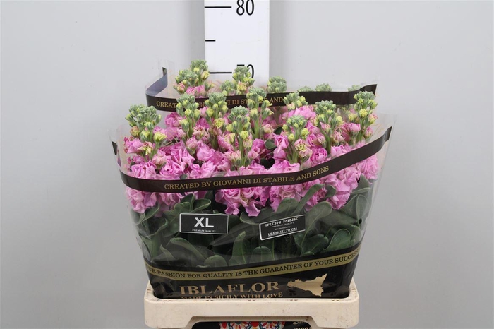 <h4>Matth Iron Pink</h4>