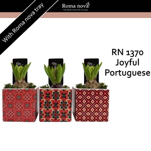 Hya Rom 1370 Joyful Portuguese