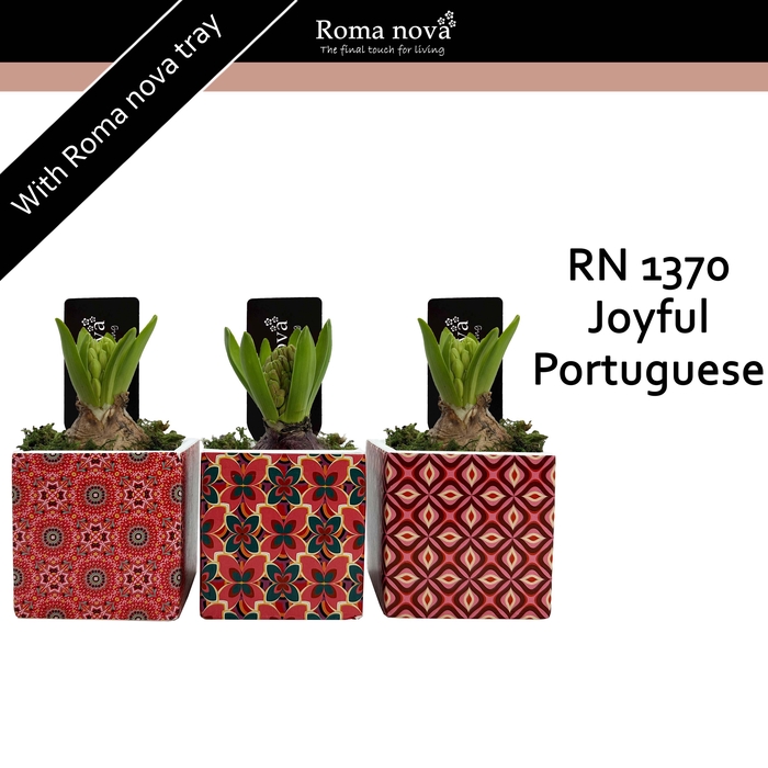 <h4>Hya Rom 1370 Joyful Portuguese</h4>