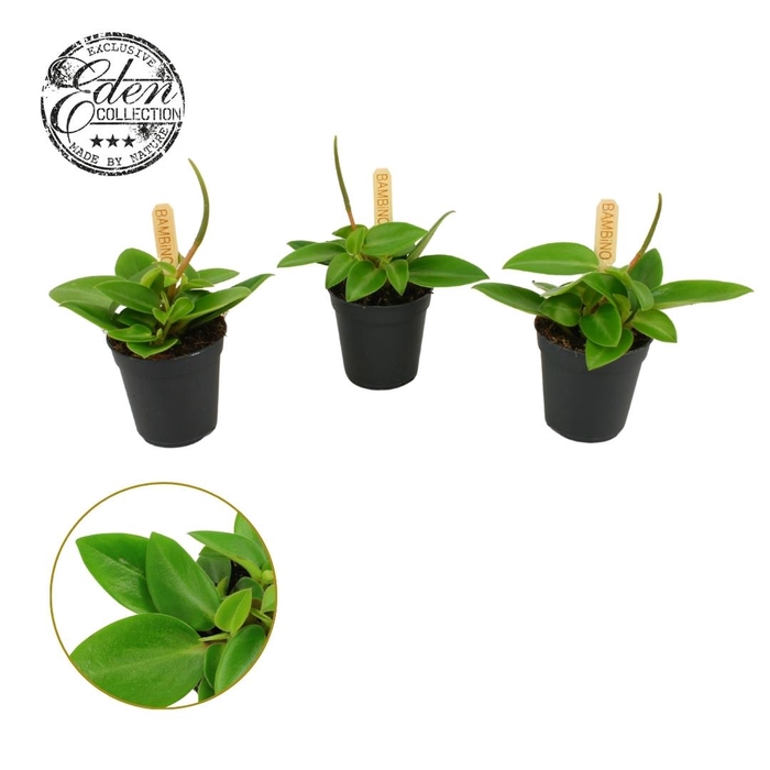 <h4>Peperomia Pixie 5,5cm</h4>
