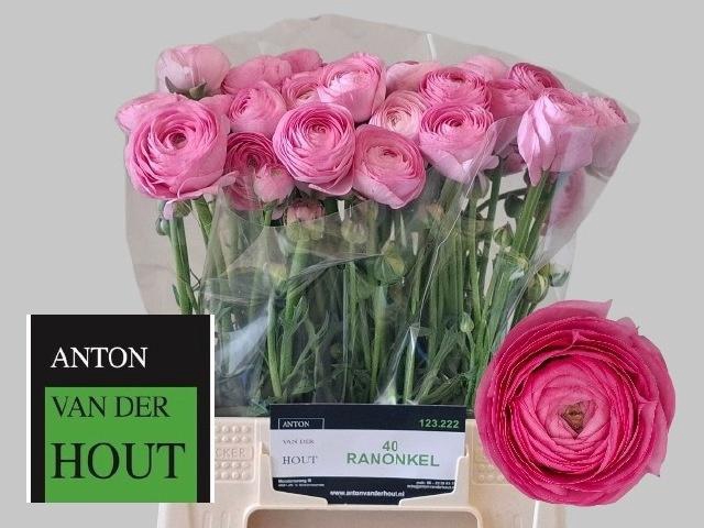 <h4>RAN AAZUR PINK</h4>