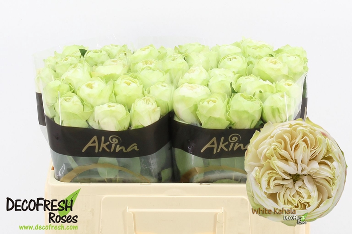 <h4>R Gr White Kahala</h4>
