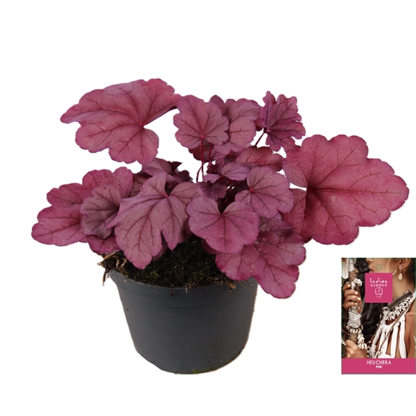 <h4>Heuchera Indian Summer Pink</h4>