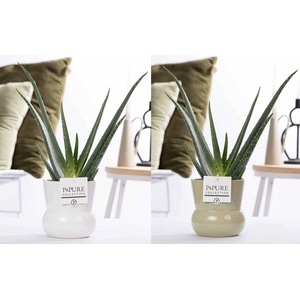 Aloe Vera in P&PURE Maxima Plant Vase ass. 2