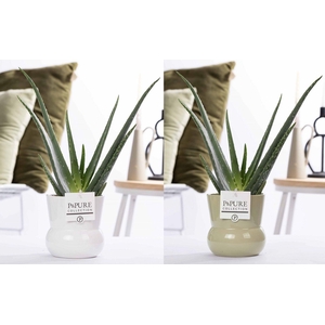 Aloe Vera in P&PURE Maxima Plant Vase ass. 2