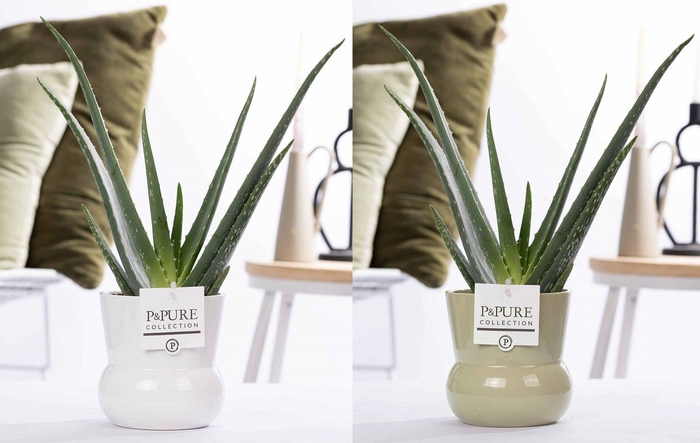 <h4>Aloe Vera in P&PURE Maxima Plant Vase ass. 2</h4>