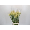 Agapanthus Gletsjer