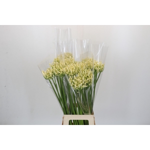 Agapanthus Gletsjer