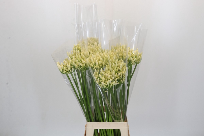 Agapanthus Gletsjer