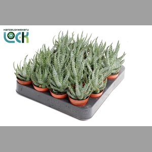 ALOE OV