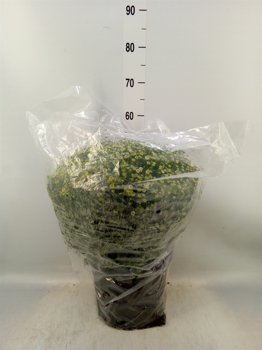 <h4>Chrysanthemum   ..GR</h4>