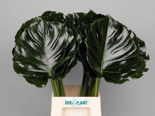 <h4>MONSTERA BLAD 27cm Ø</h4>
