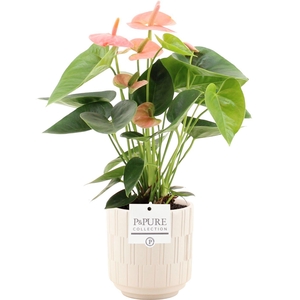 Anthurium 12 cm Spirit in Pure Tess ceramics