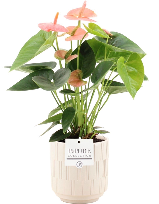 <h4>Anthurium 12 cm Spirit in Pure Tess ceramics</h4>