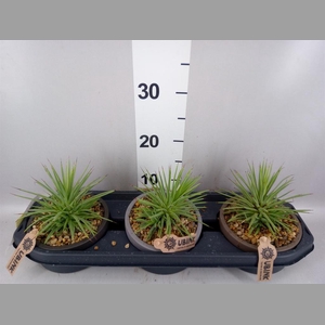 Agave stricta 'Nana'