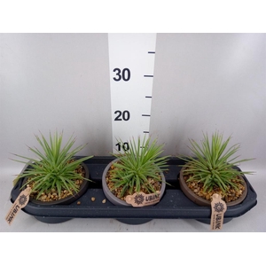 Agave stricta 'Nana'