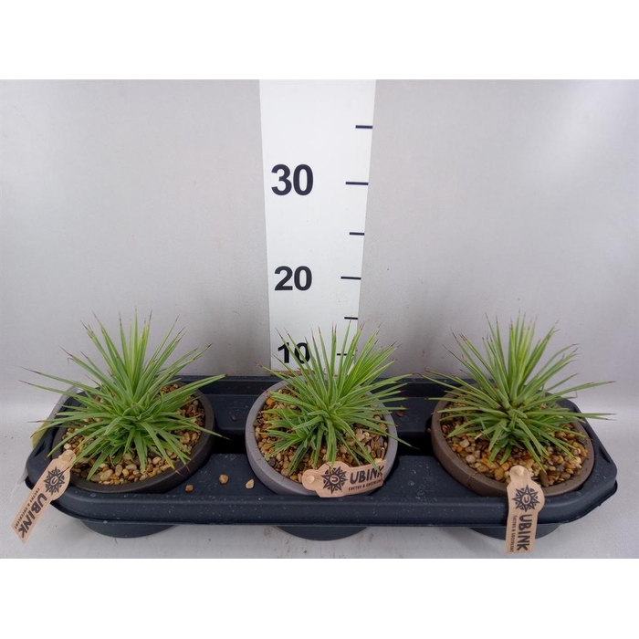 <h4>Agave stricta 'Nana'</h4>