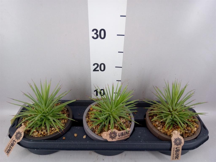Agave stricta 'Nana'