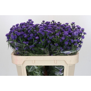 Aster Baby Parade