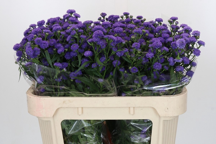 <h4>Aster Baby Parade</h4>