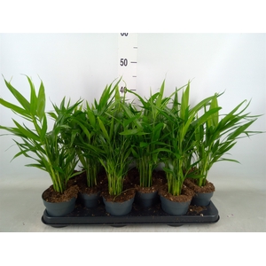 Dypsis lutescens   ...Chrysalidoca