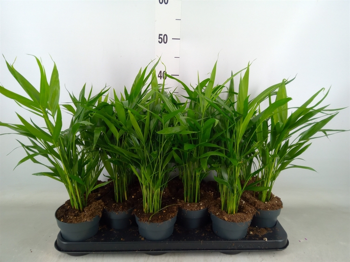 <h4>Dypsis lutescens   ...Chrysalidoca</h4>