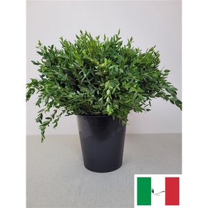 EUC PARVIFOLIA PER STEEL-IT-