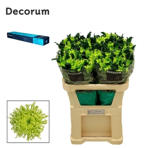 CHRYSANTHEMUM PL 'ANTENNA'