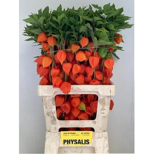 PHYSALIS LAMPION TAK