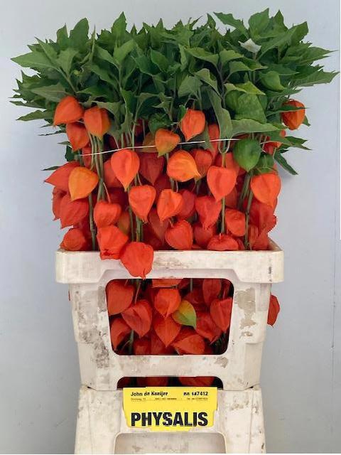 <h4>PHYSALIS LAMPION TAK</h4>