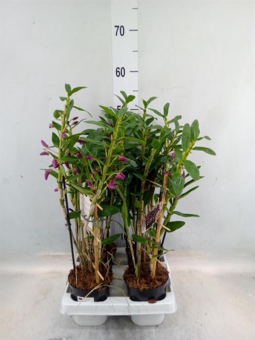 <h4>Dendrobium   ...</h4>