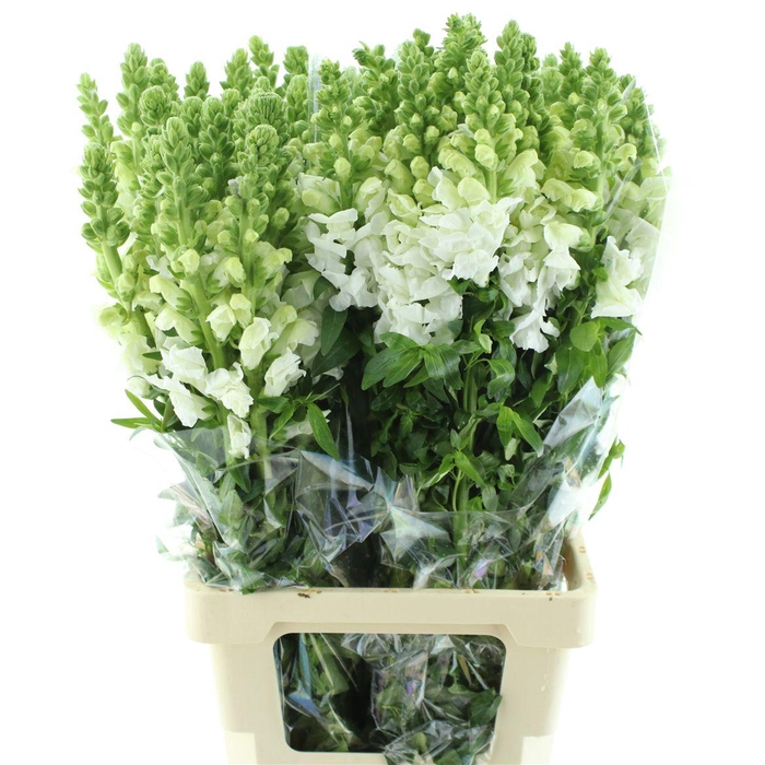 <h4>Antir Op White</h4>