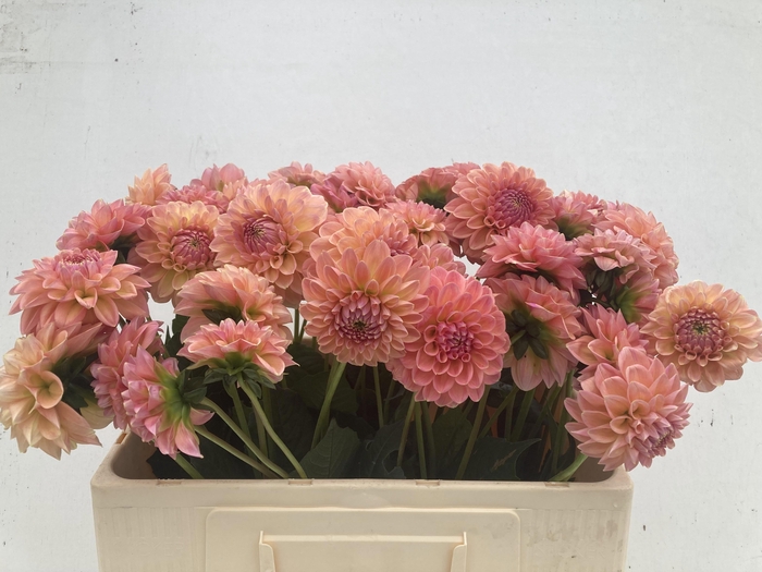 <h4>DAHL LINDAS BABY</h4>