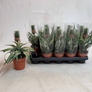 Ananas Mi Amigo