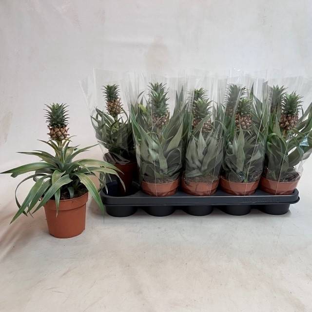 <h4>Ananas Mi Amigo</h4>
