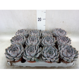 Echeveria  'Orion'