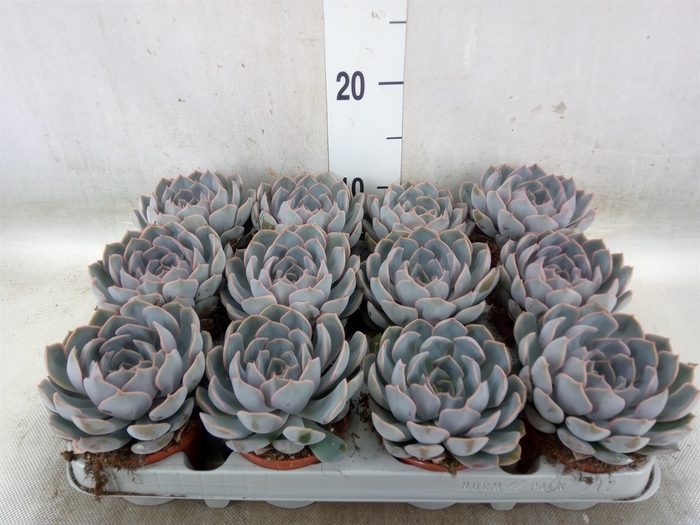 <h4>Echeveria  'Orion'</h4>