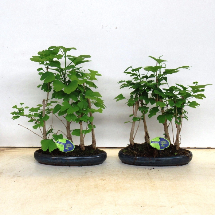 <h4>ginkgo biloba group 3-4 stem</h4>