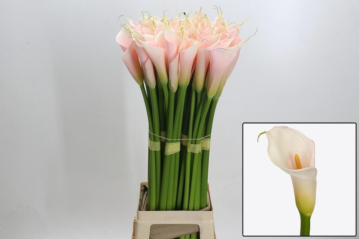 <h4>ZANT AE EYD SALMON</h4>