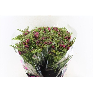 Fr Du Expression Cerise Red