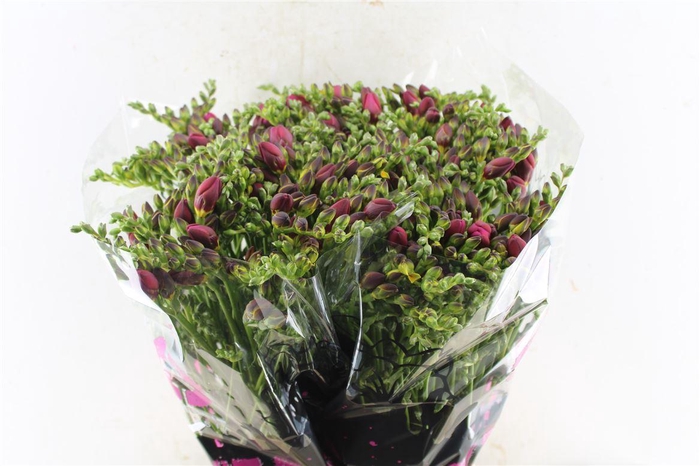 <h4>Fr Du Expression Cerise Red</h4>