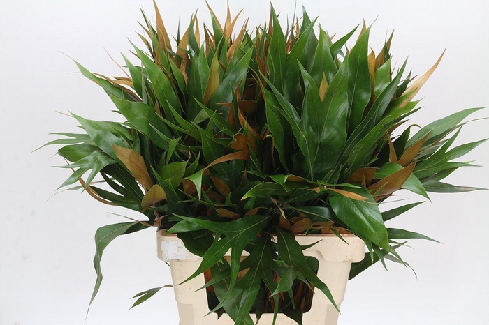 <h4>Grevillea baileyana "Gold"</h4>