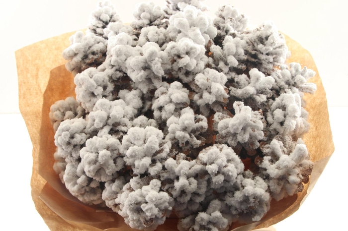 <h4>Pine Cone Snow</h4>